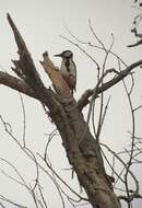 Image of White-winged Woodpecker