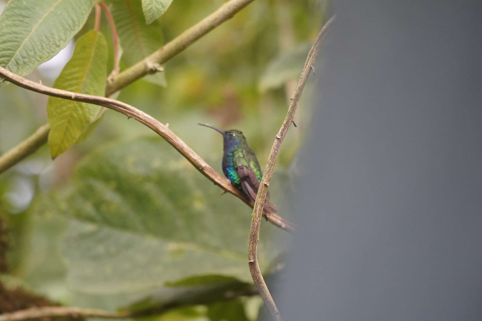 Image of Lazuline Sabrewing