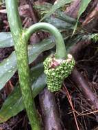 Arisaema taiwanense var. taiwanense的圖片