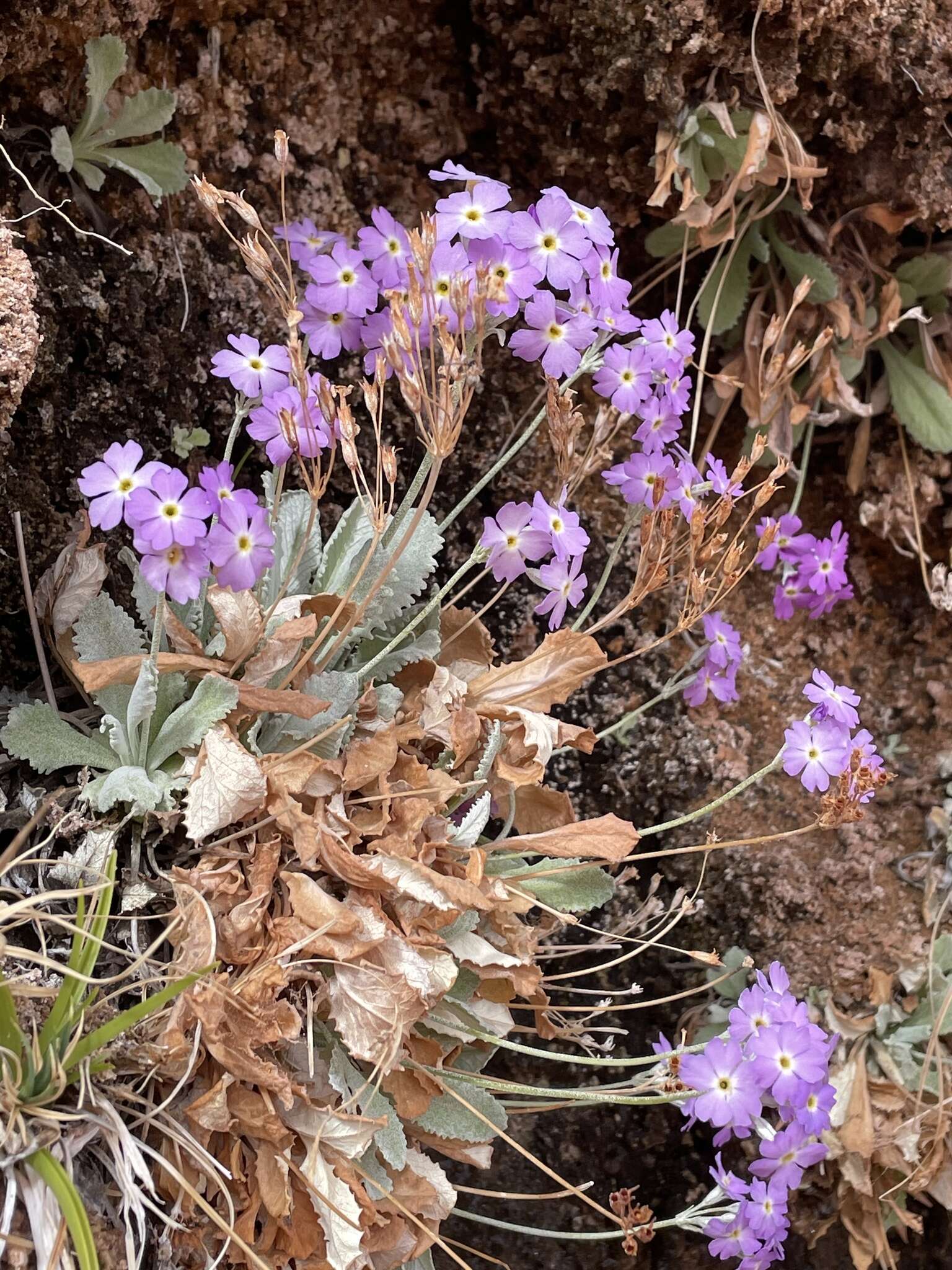 Image de Primula specuicola Rydb.