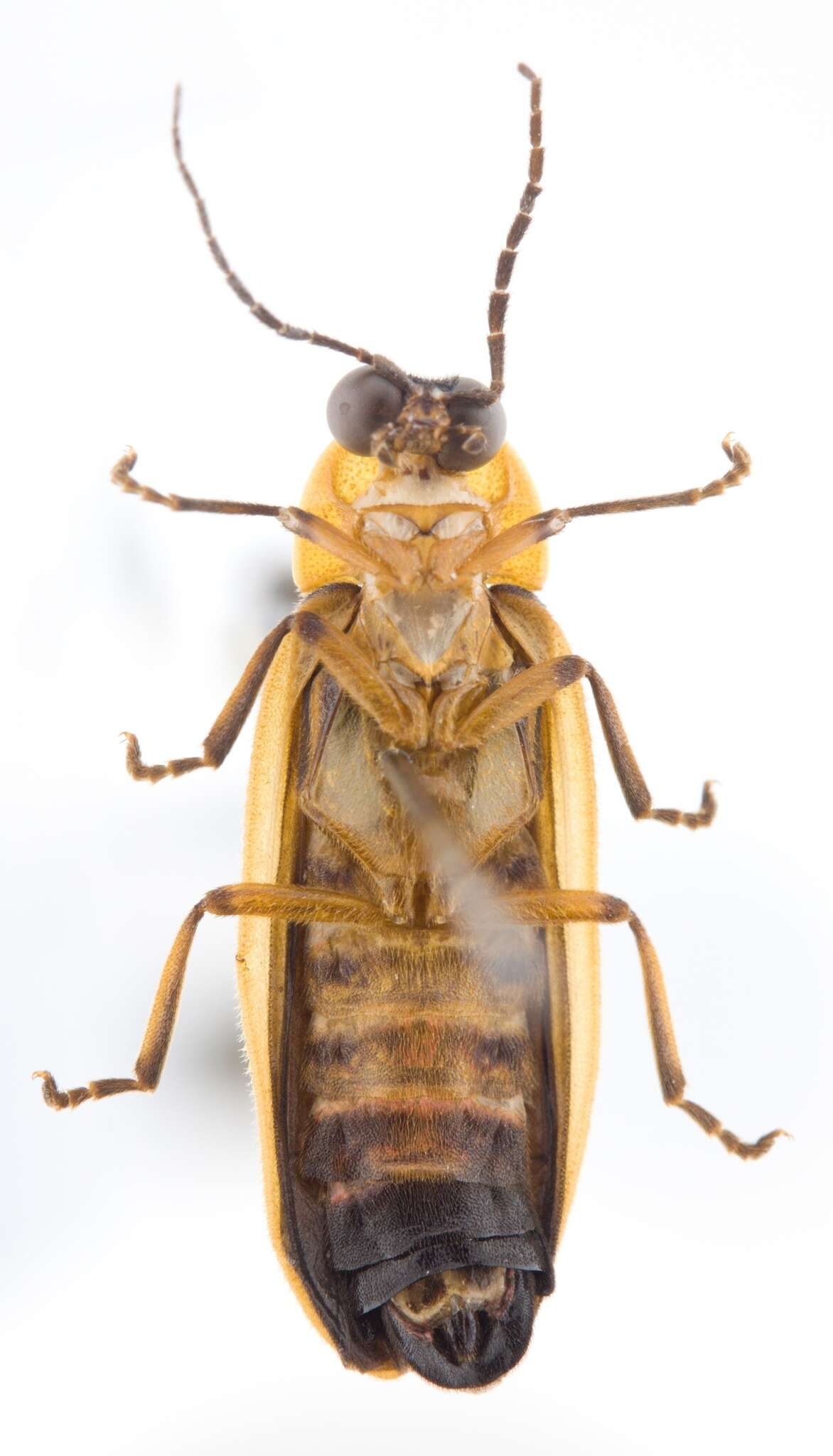 Image of Heterophotinus striatus Kazantsev & Perez-Gelabert 2009