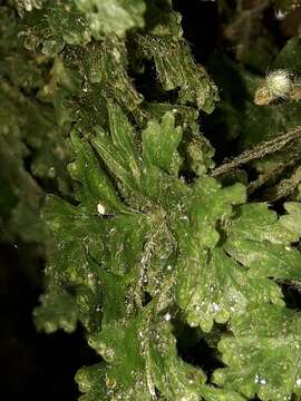 Image of Hymenophyllum rufescens Kirk