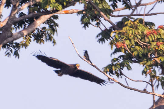 Image of Andaman Serpent Eagle