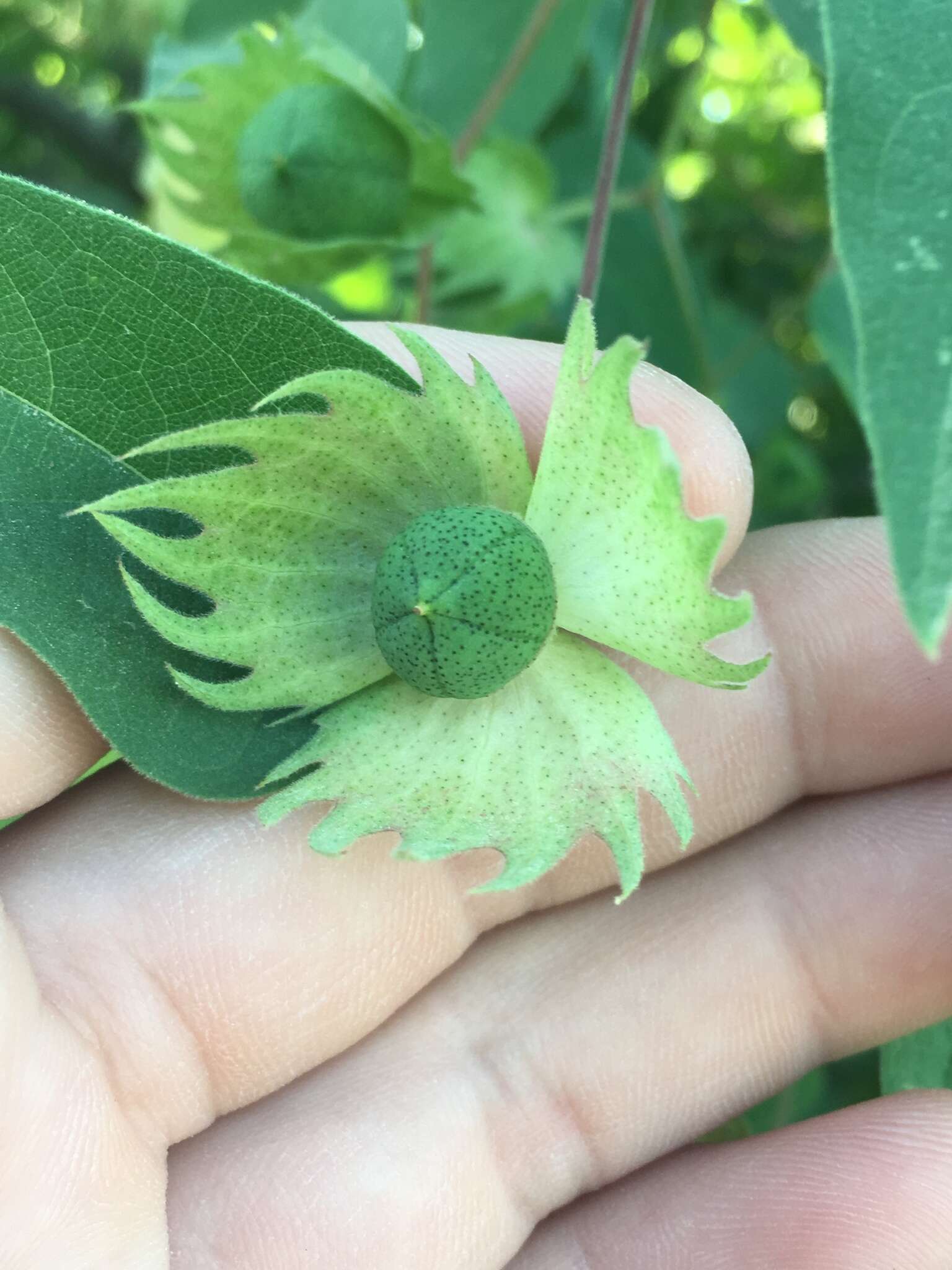 Image de Gossypium klotzschianum Anderss.