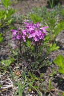 Image of Pedicularis eriophora Turcz.