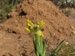 Image of Ferraria macrochlamys subsp. serpentina Goldblatt & J. C. Manning