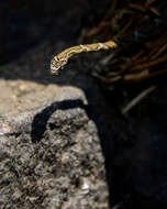 Image de Platyceps bholanathi (Sharma 1976)