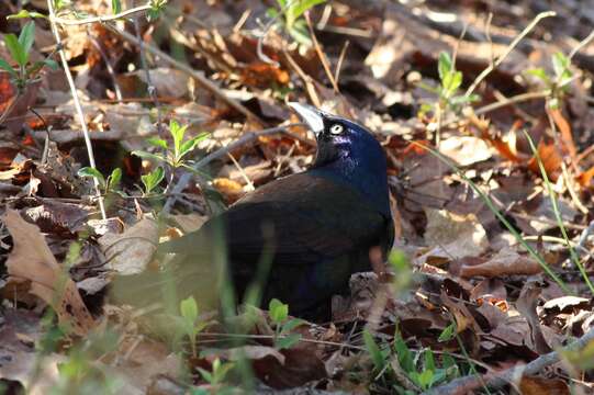 Sivun Quiscalus quiscula versicolor Vieillot 1819 kuva