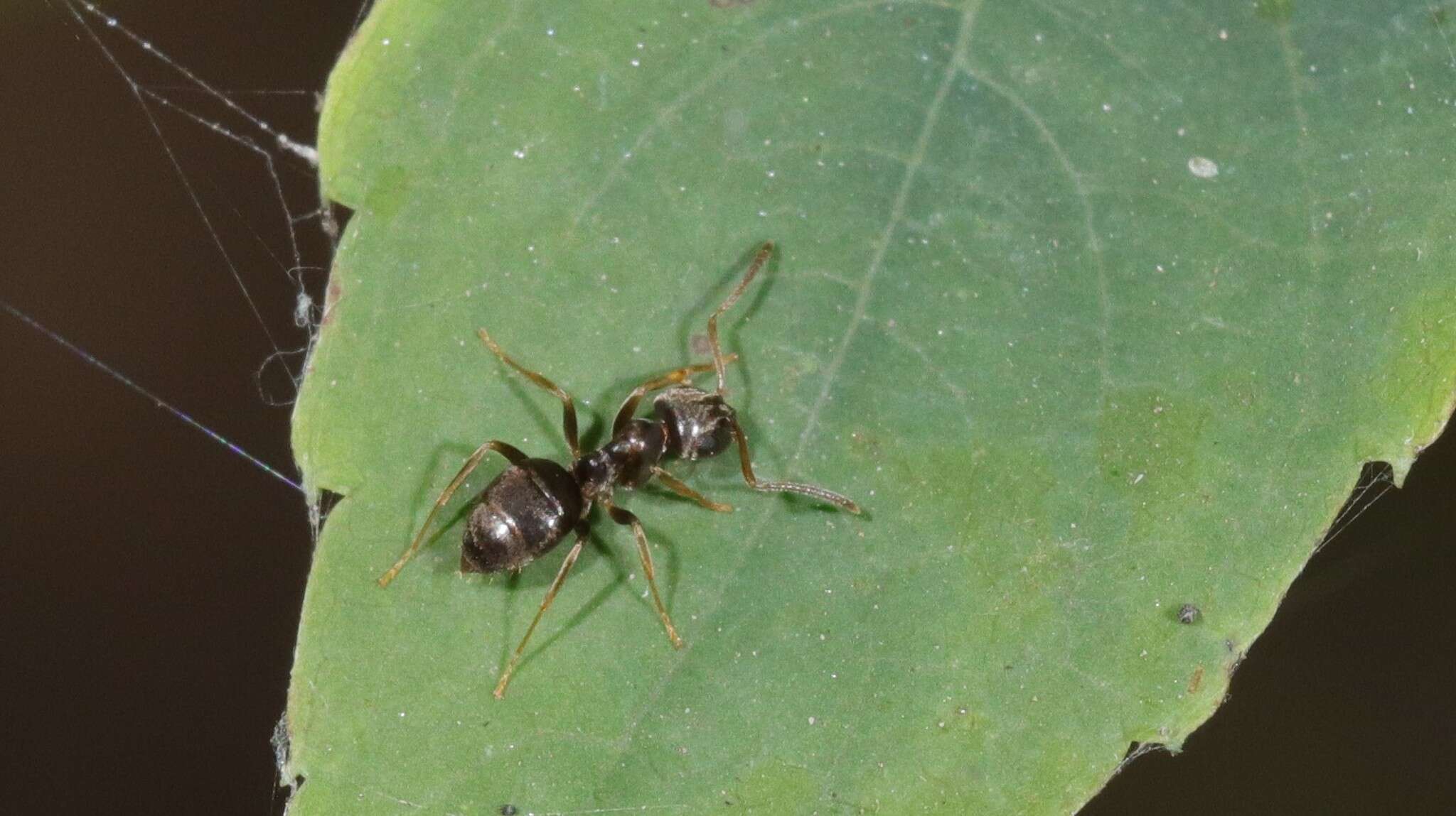 Image of Lasius americanus