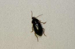 صورة Notiobia (Anisotarsus) purpurascens (Bates 1882)