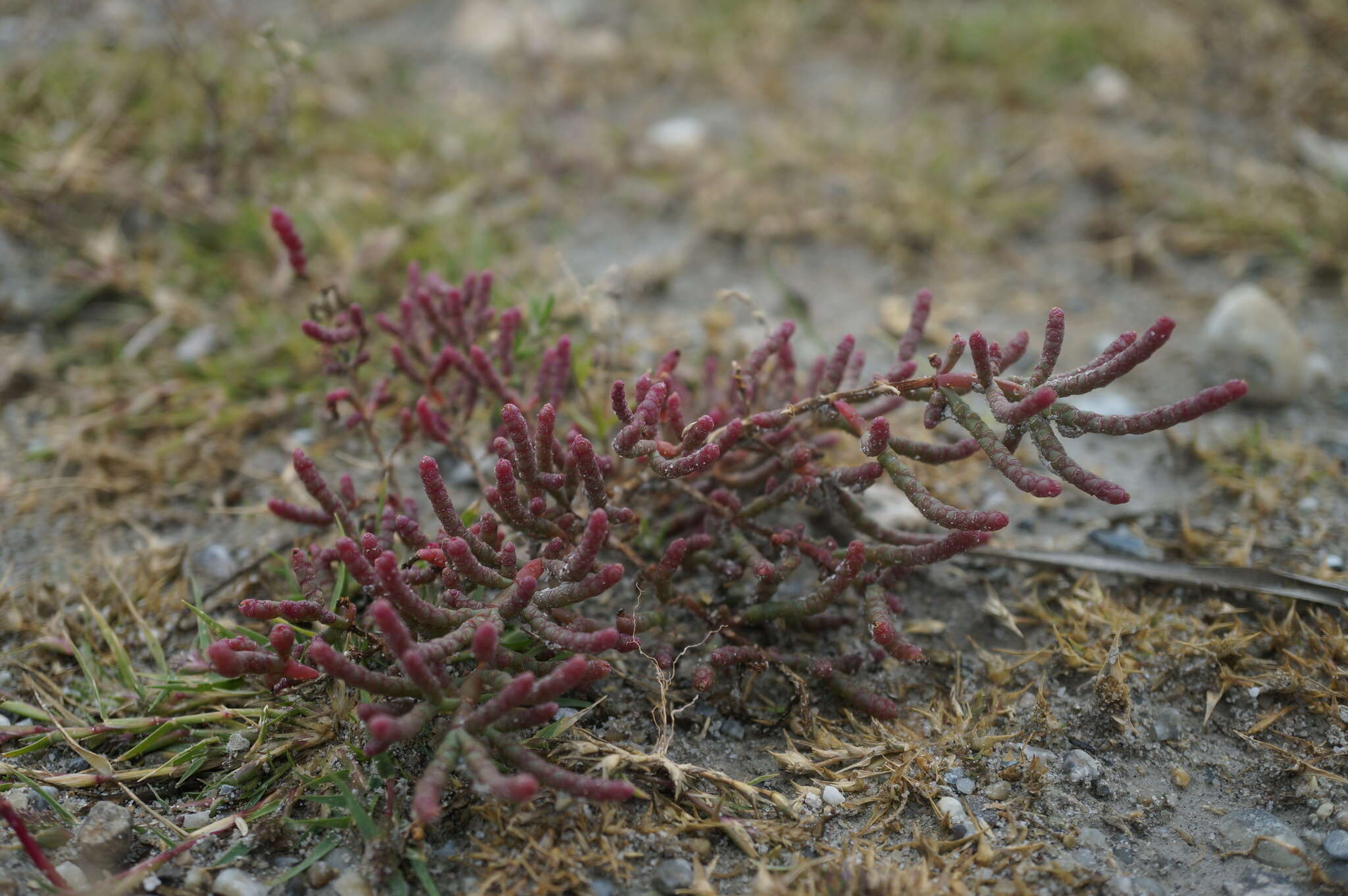 Image of Salicornia perennans Willd.