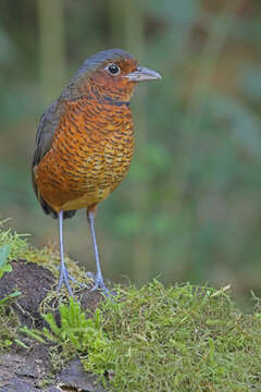 Image of Giant Antpitta