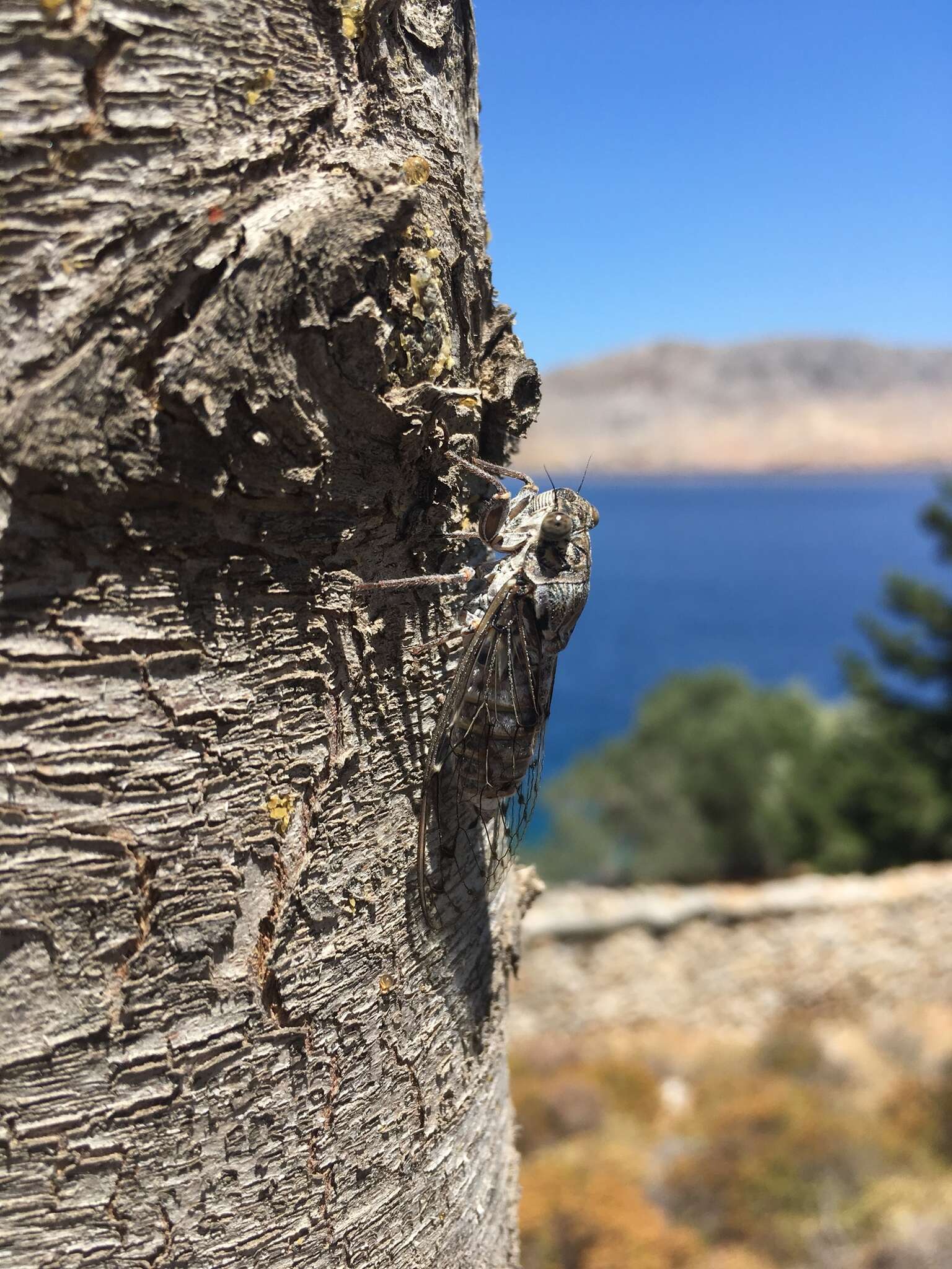 Image de Cicada mordoganensis Boulard 1979