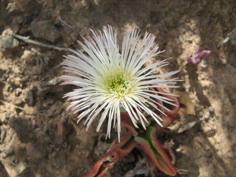 Image of Mesembryanthemum guerichianum Pax