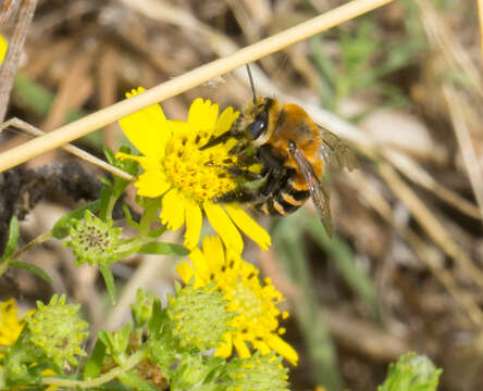 Image of Anthophora urbana clementina Cockerell 1939