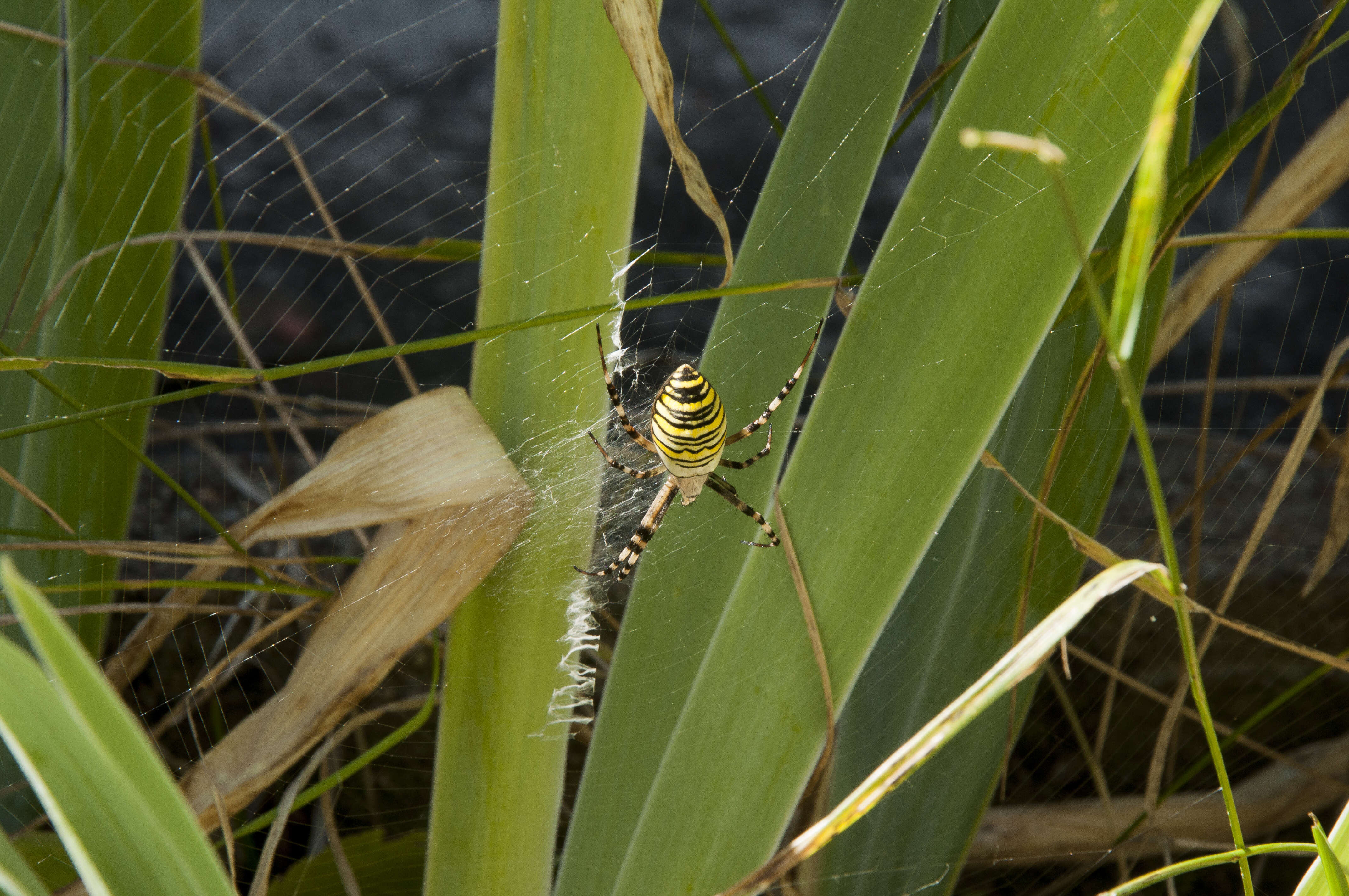 Image of Barbary Spider