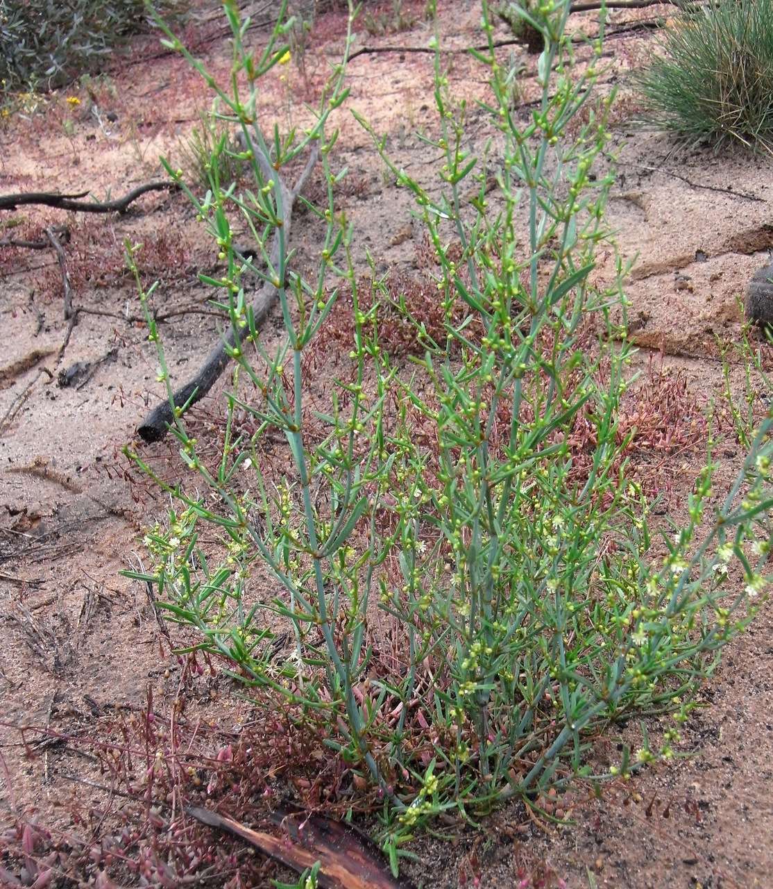 Image of Muehlenbeckia diclina (F. Müll.) F. Mueller.