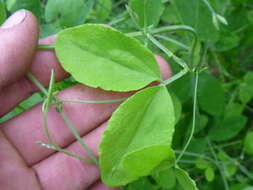 Image of Everlasting-Pea