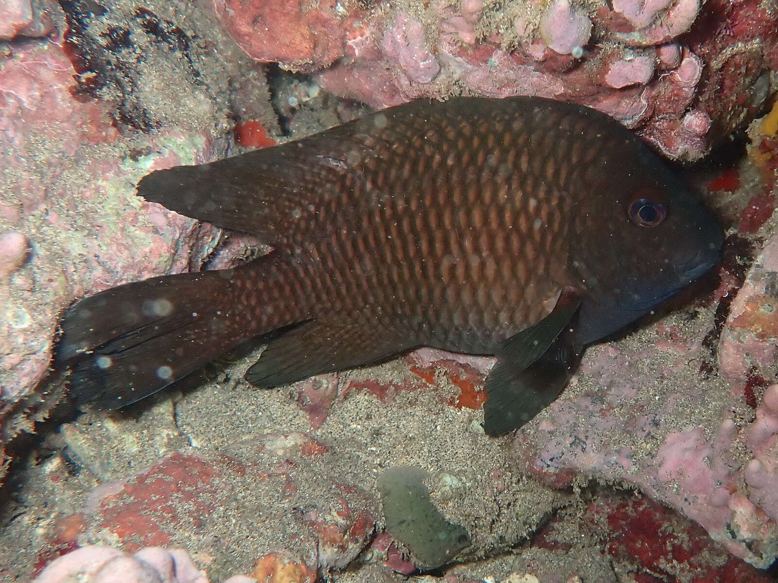 Image of Guinea damselfish