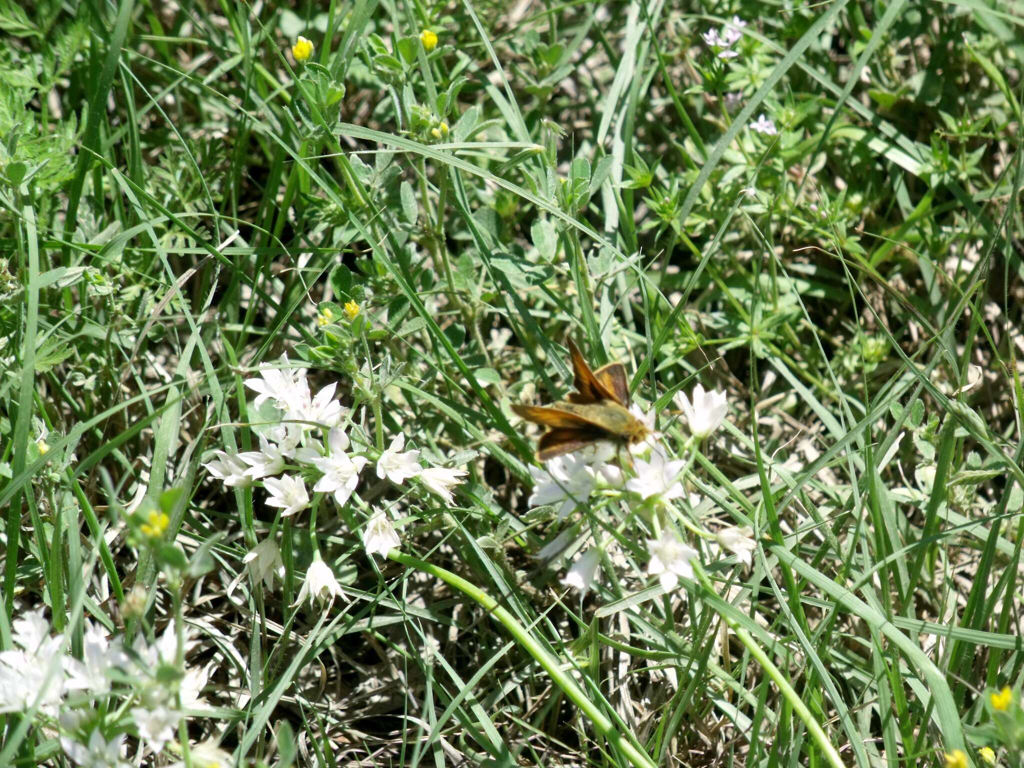 Atalopedes campestris Boisduval 1852 resmi