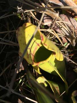 Image of southern purple pitcherplant