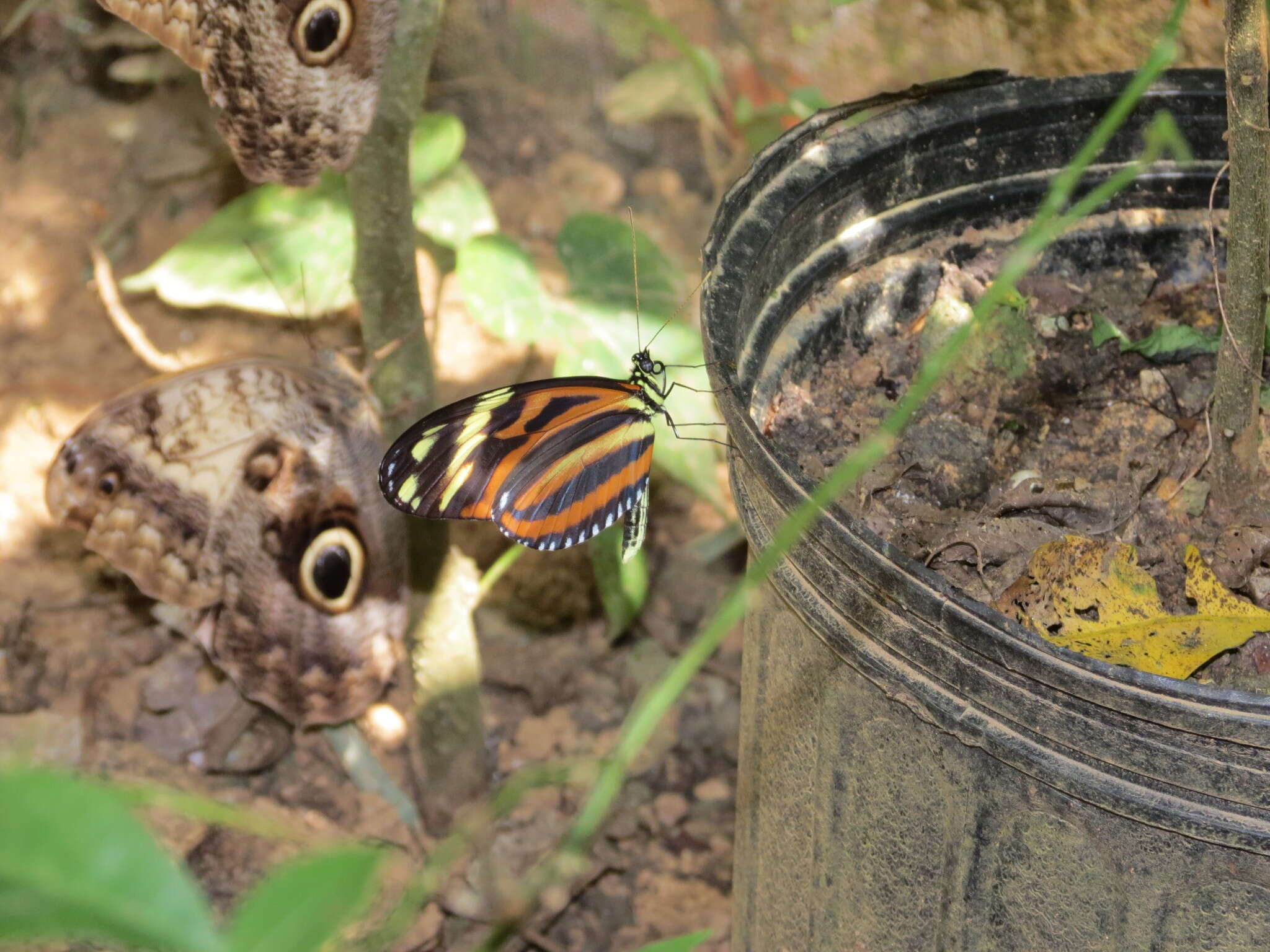 Image of Heliconius ismenius telchinia Doubleday (1847)