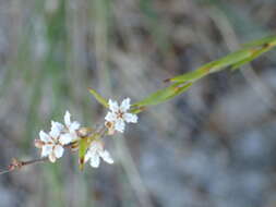 Sivun Leucopogon appressus R. Br. kuva