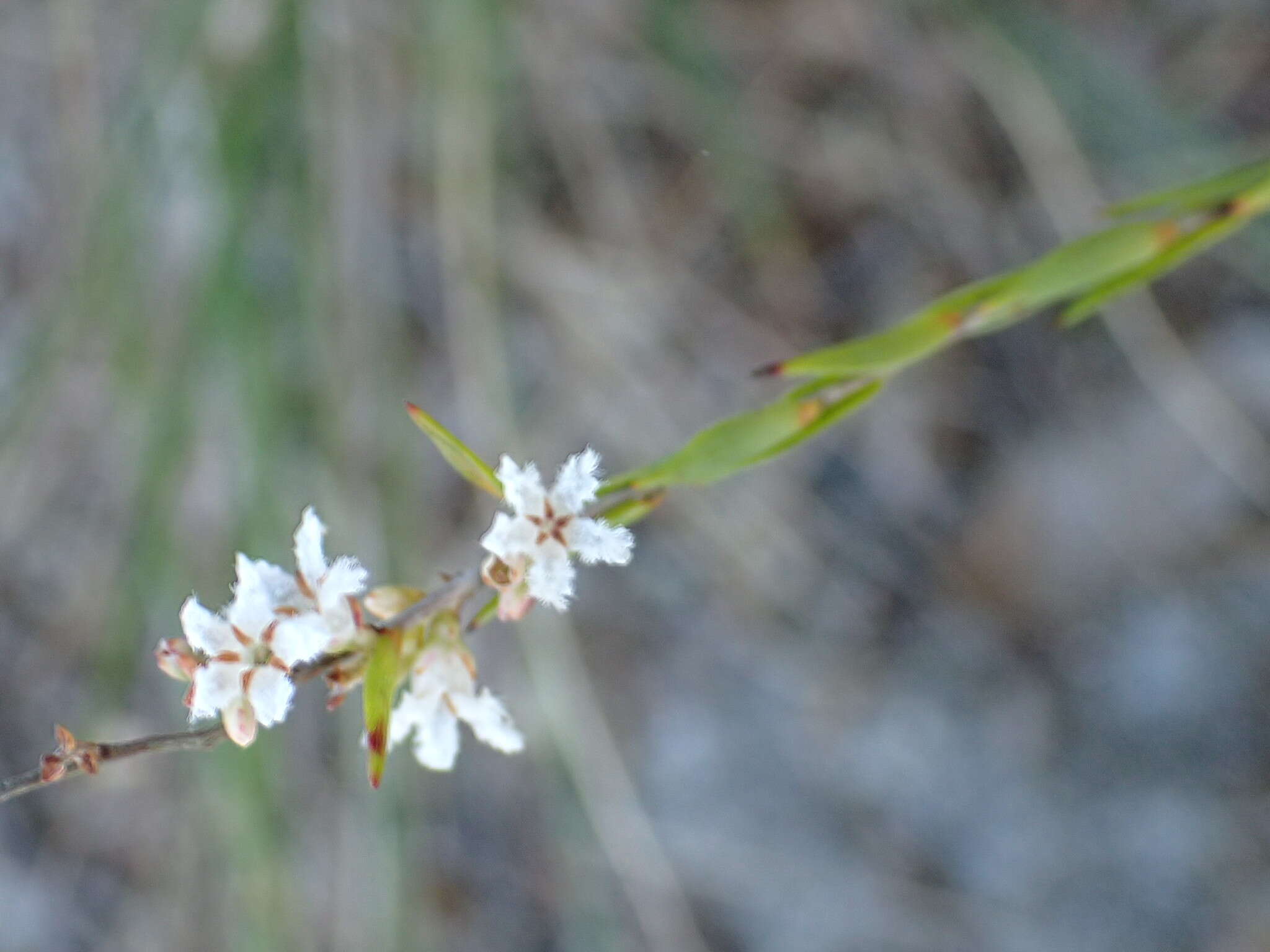 Sivun Leucopogon appressus R. Br. kuva