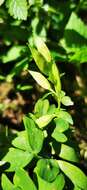 Peronospora corydalis-intermediae resmi