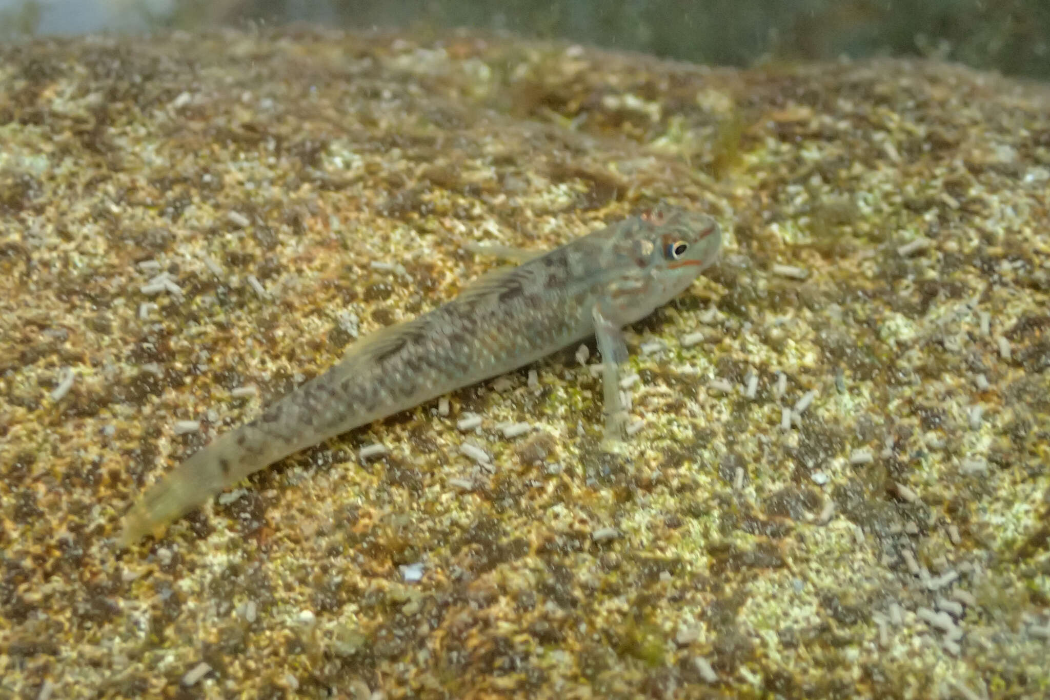 Слика од Rhinogobius candidianus (Regan 1908)