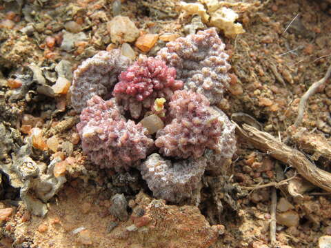 Image of Adromischus marianiae var. immaculatus Uitew.