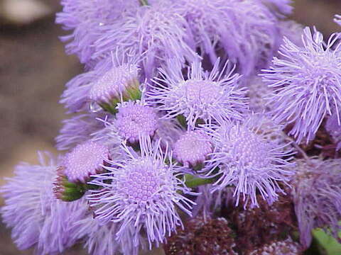 Imagem de Ageratum houstonianum Mill.