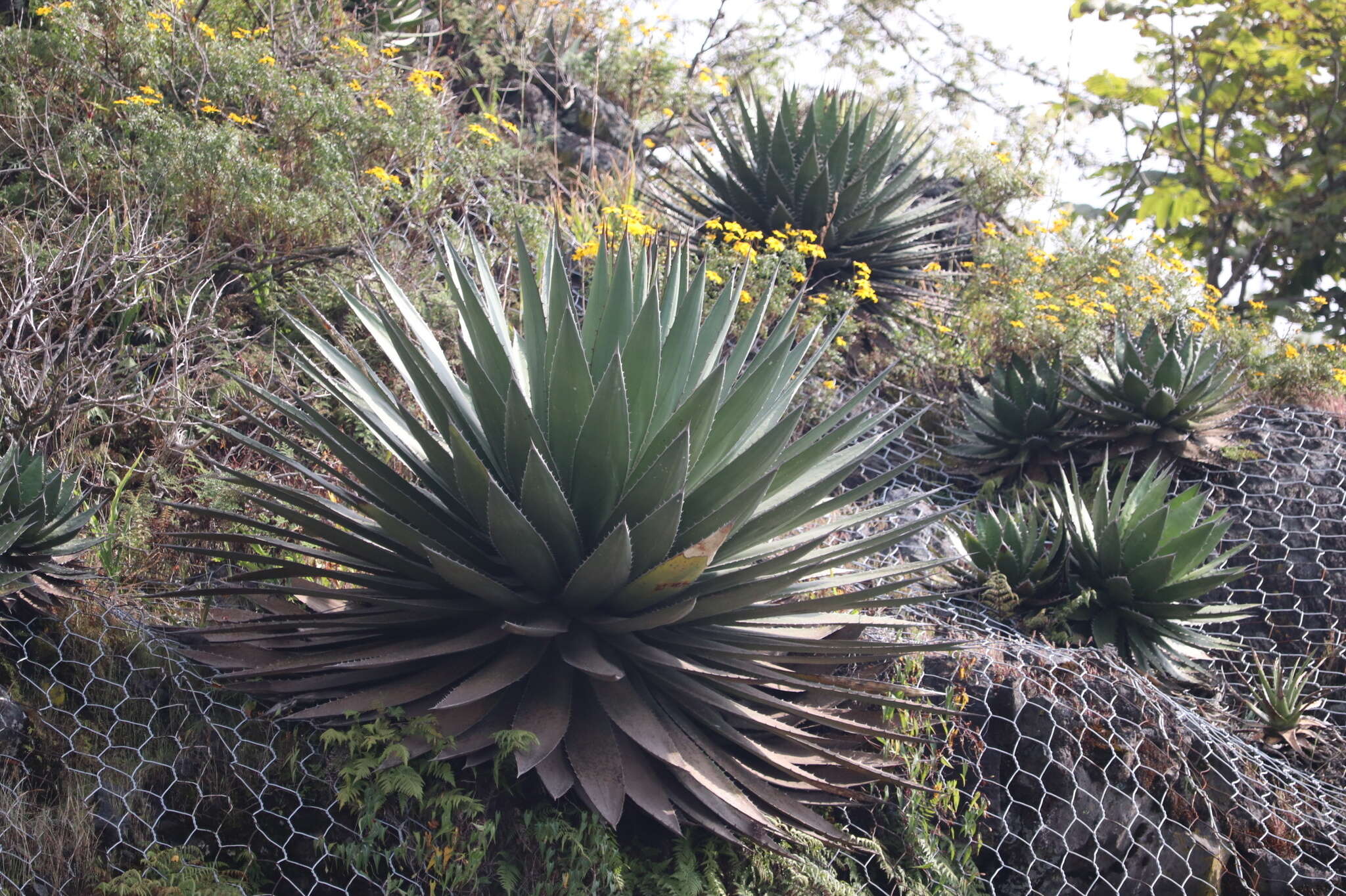 Agave horrida subsp. horrida resmi