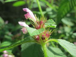 Image of Common hemp nettle