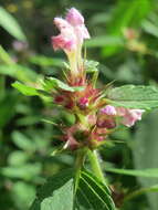 Image of Common hemp nettle