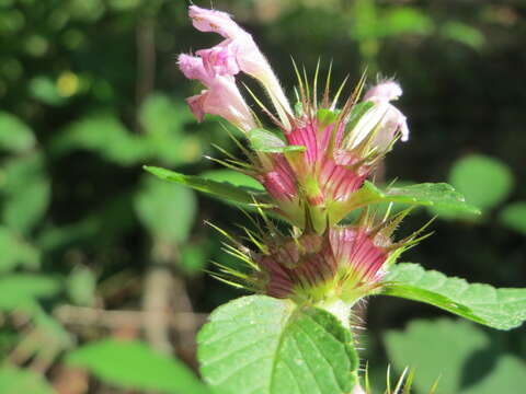 Image of Common hemp nettle