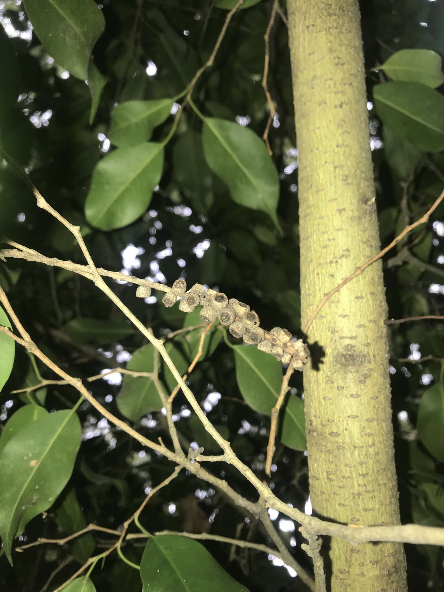 Image de Ficus benjamina L.