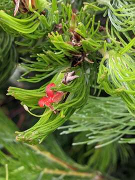 Plancia ëd Adenanthos sericeus Labill.