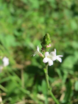 Image of herb of the cross