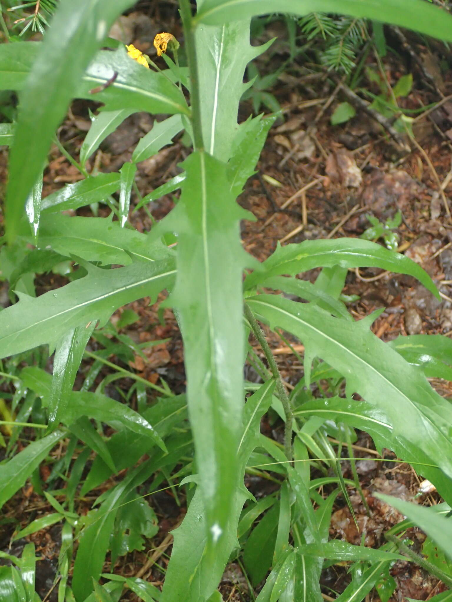 Image of threetooth hawkweed