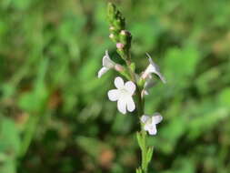 Image of herb of the cross