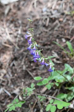 Image of low beardtongue