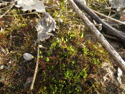 Image of pohlia moss