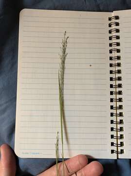 Image of wiry panicgrass