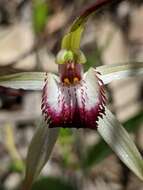 Image of Caladenia behrii Schltdl.