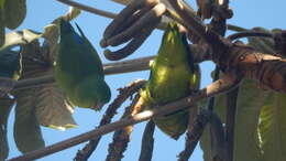 Image of Blue-winged Parrotlet