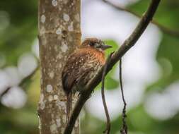 Image of Moustached Puffbird