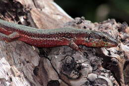 Image of Phoenicolacerta troodica (Werner 1936)