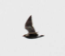 Image of Rock Pratincole