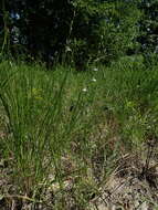 صورة Lobelia canbyi A. Gray